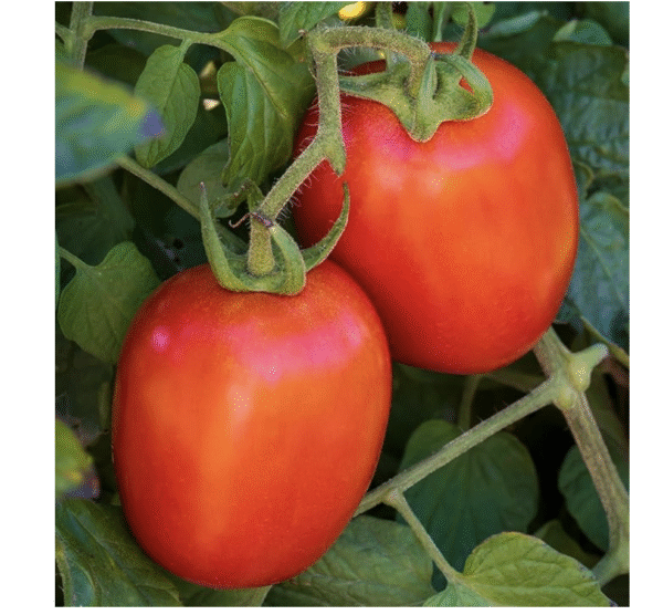 Semillas de Tomate ‘Salsa Fresca’